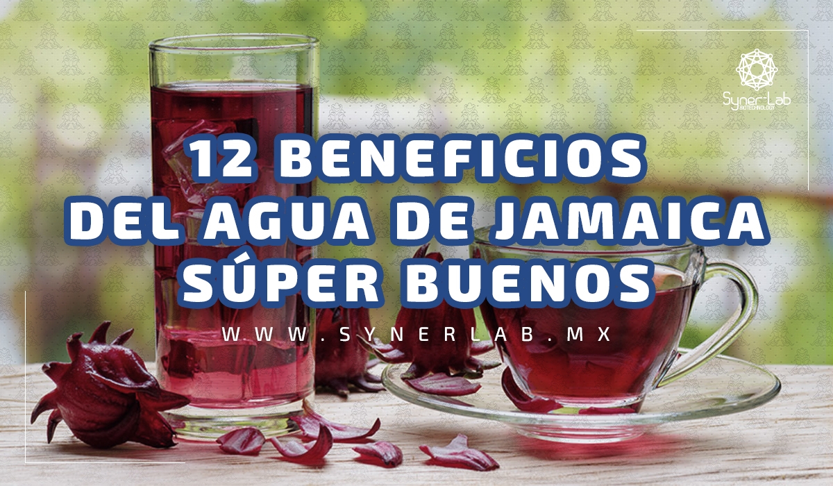 12 BENEFICIOS DEL AGUA DE JAMAICA SÚPER BUENOS